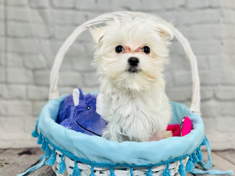 Maltese-DOG-Female-Wht-3698610-img2