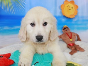 Golden Retriever-DOG-Female-lt gldn-3726794