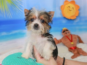 Yorkshire Terrier-DOG-Male-Black Tan and White-3724603