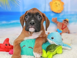Boxer-DOG-Male-Fawn-