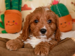 Cavapoo-DOG-Male-RED-3734985
