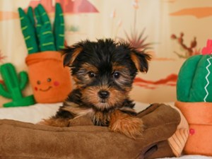 Yorkshire Terrier-DOG-Male-Black and Tan-3733794