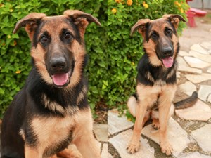 German Shepherd Dog-DOG-Female-blk & tn-3593856