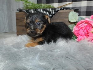 Silky-Terrier-DOG-Female-3752413