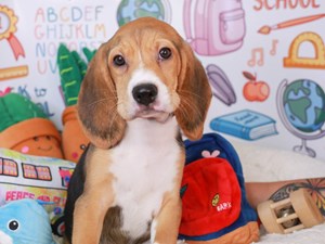 Beagle-DOG-Female-tri-