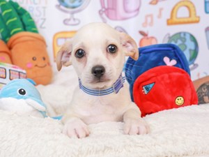Chihuahua-DOG-Male-Cream and White-