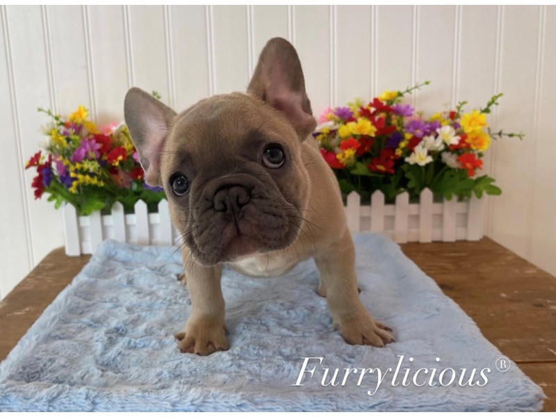 French Bulldog-DOG-Male-Blue Fawn-3754168-img1