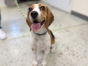 Beagle-DOG-Female--2871213
