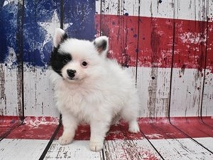 Pomeranian-DOG-Male-Black and White-