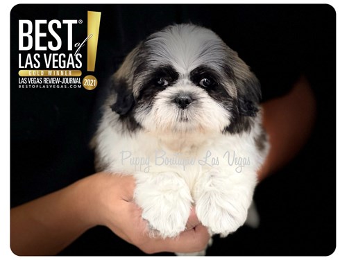 Available Puppies Las Vegas Nv Puppy Boutique Lv