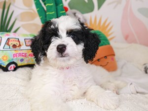 Mini Bernedoodle-DOG-Female-blk & wh-3779606