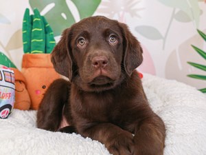 Labrador Retriever-DOG-Female-choco-