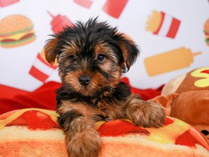 Yorkshire Terrier-DOG-Male-Black and Tan-3787482