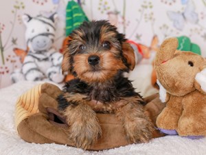 Yorkshire Terrier-DOG-Male-Black and Tan-
