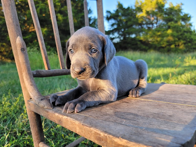 how many puppies can weimaraner give birth to