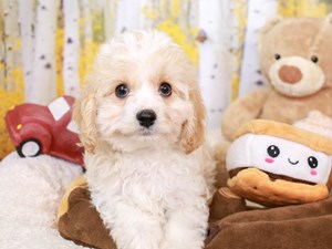 Cavachon-DOG-Female-RED & WHITE-3824697