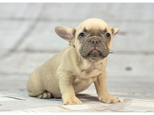 French-Bulldog-DOG-Female-3825580