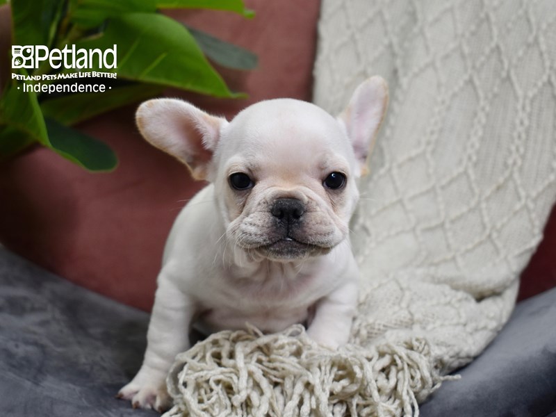 [#5282] Cream Male French Bulldog Puppies For Sale #1
