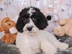 Standard Poodle-DOG-Male-BLACK/WHITE-