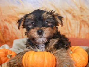 Yorkshire Terrier-DOG-Male-Black and Tan-3840369