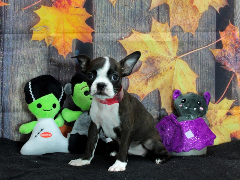 [#25563] Brindle and White Female Boston Terrier Puppies For Sale #1