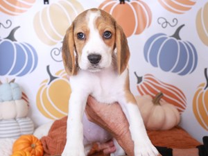 Beagle-DOG-Female-TRI-3834144