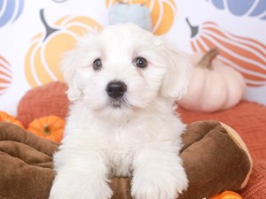 Coton De Tulear-DOG-Male-White-
