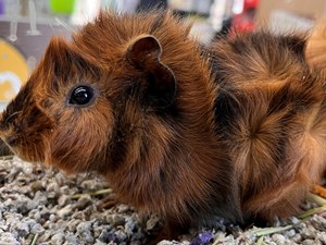 Small Animals for Sale - Visit Petland Richmond, Indiana!