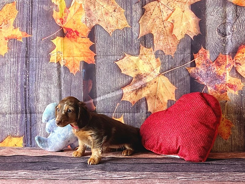 [#25573] Chocolate Dapple Female Dachshund Puppies For Sale #1