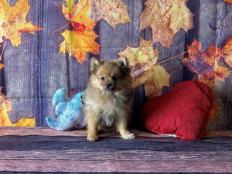 [#25579] Red Merle Female Pomeranian Puppies For Sale