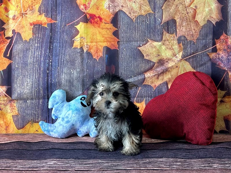 [#25596] Black / Tan Male Maltese/Yorkshire Terrier Puppies For Sale