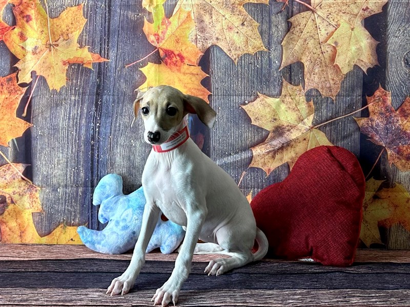 [#25587] White / Fawn Female Italian Greyhound Puppies For Sale
