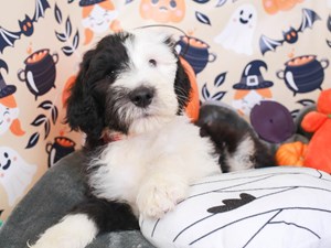 Sheepadoodle-DOG-Male-blk & wh-3860231