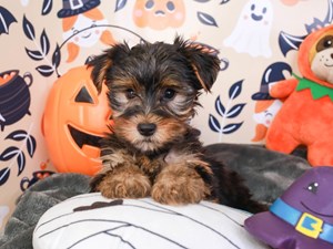 Yorkshire Terrier-DOG-Male-Black and Tan-3859490