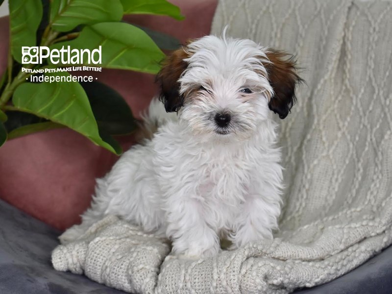 [#5306] Sable & White Male Maltipoo Puppies For Sale #1