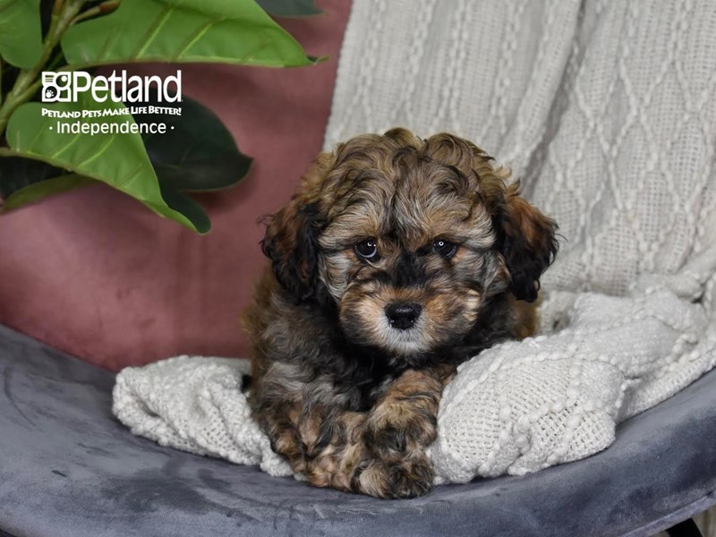 [#5309] Sable Male Shih Poo Puppies For Sale #1