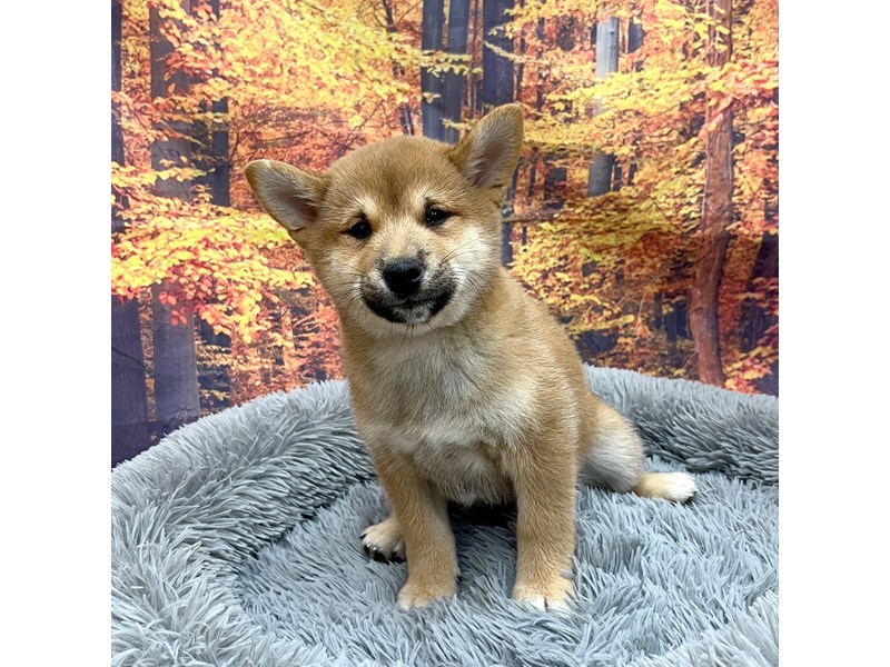 [#16187] Red Male Shiba Inu Puppies For Sale #1