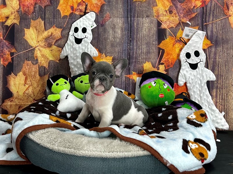 [#25614] Blue Male French Bulldog Puppies For Sale #1