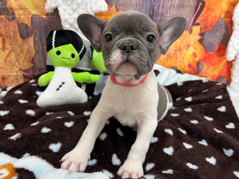 [#25614] Blue Male French Bulldog Puppies For Sale #2