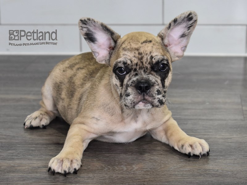 [#522] Red Merle Female French Bulldog Puppies For Sale #1