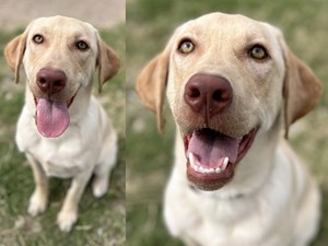 Labrador Retriever-DOG-Male-Yellow-3680534
