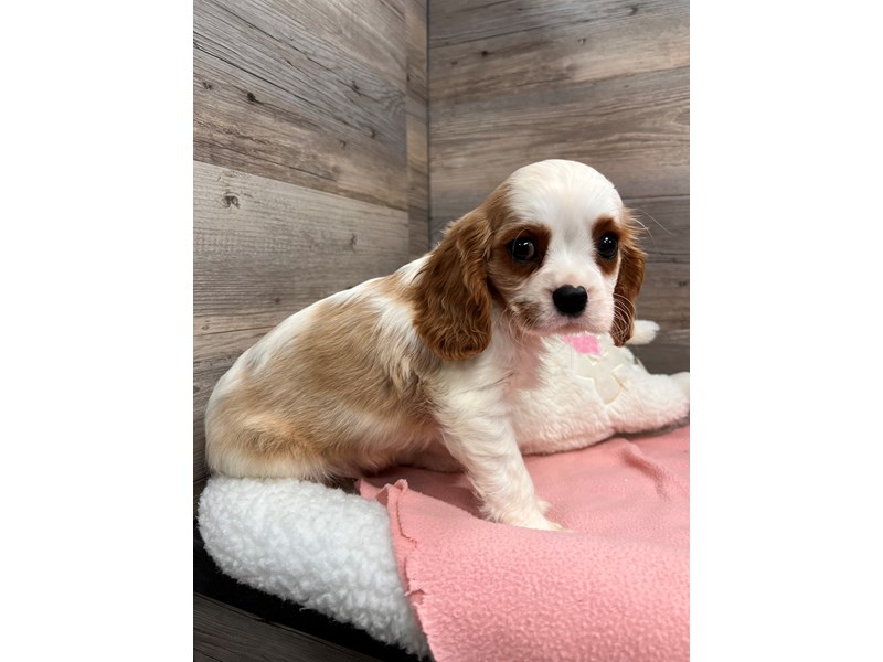 [#19748] Blenheim Male Cavalier King Charles Spaniel Puppies For Sale #1