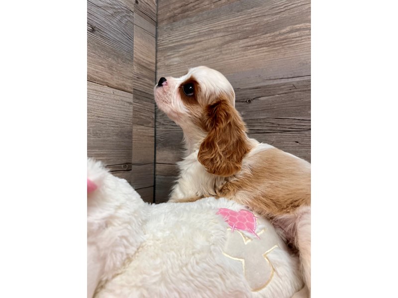 [#19748] Blenheim Male Cavalier King Charles Spaniel Puppies For Sale #3