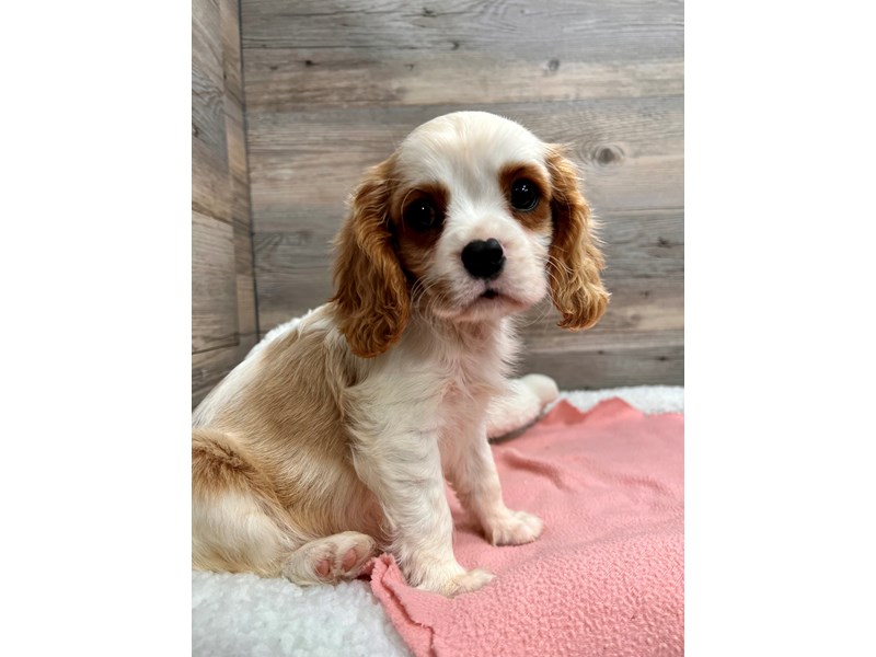 [#19748] Blenheim Male Cavalier King Charles Spaniel Puppies For Sale