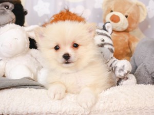 Pomeranian-DOG-Male-Orange-