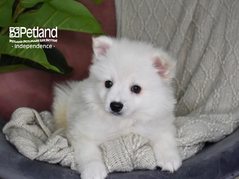 [#5321] White Male American Eskimo Puppies For Sale #1