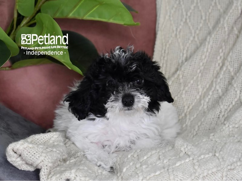 [#5327] Black & White Female Bichon-Poo Puppies For Sale