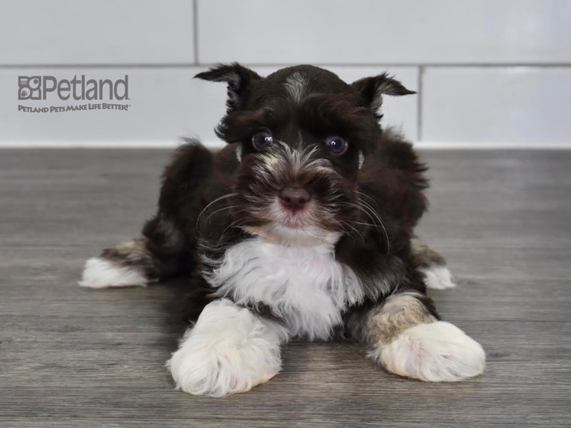 [#532] Black & White Male Miniature Schnauzer Puppies For Sale #1
