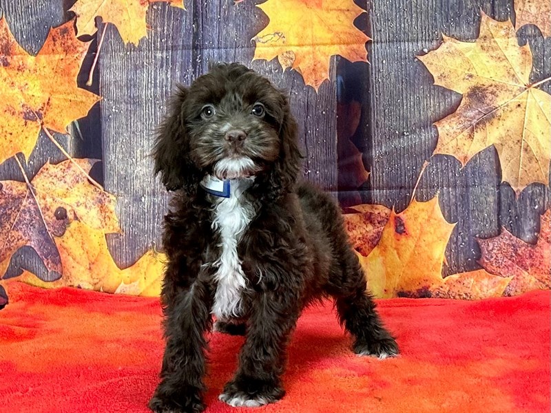[#25666] Chocolate Male Cocker Spaniel/Poodle Puppies For Sale