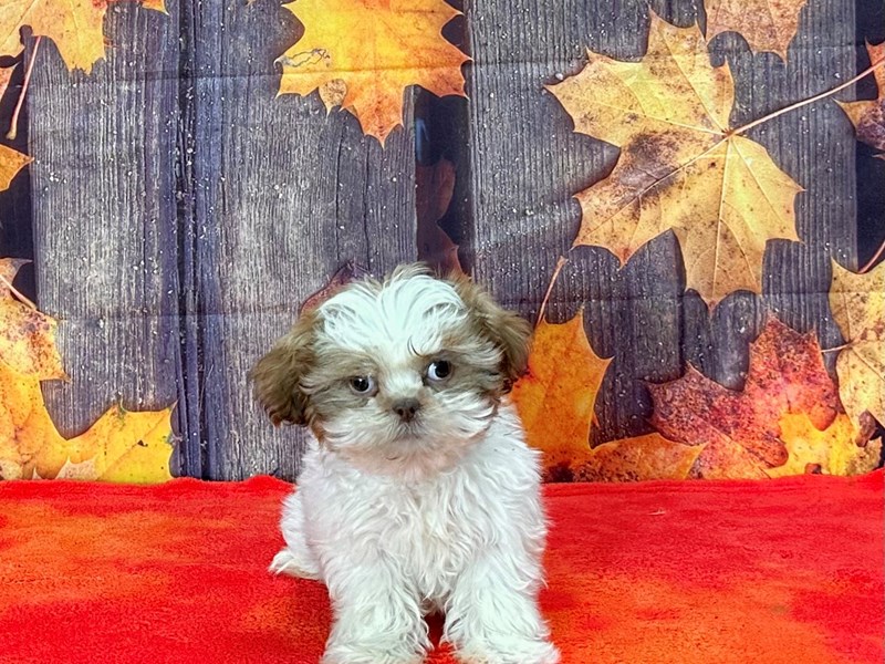 [#25667] Red / White Male Shih Tzu Puppies For Sale